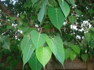 peepal tree 2