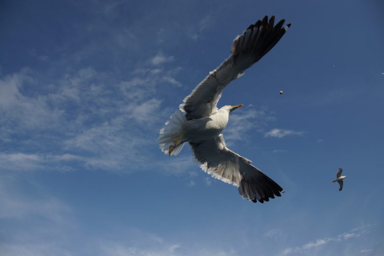 Soar with EFT Tapping
