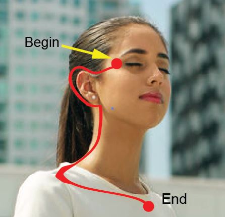 Triple Warmer (Endocrine) Meridian