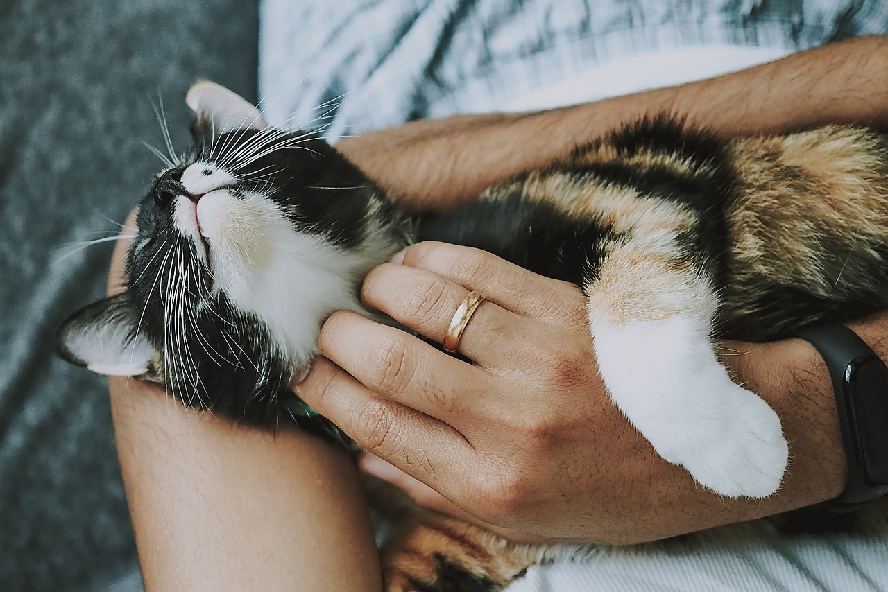 EFT Tapping steps for pets, EFT Tapping steps for animals
